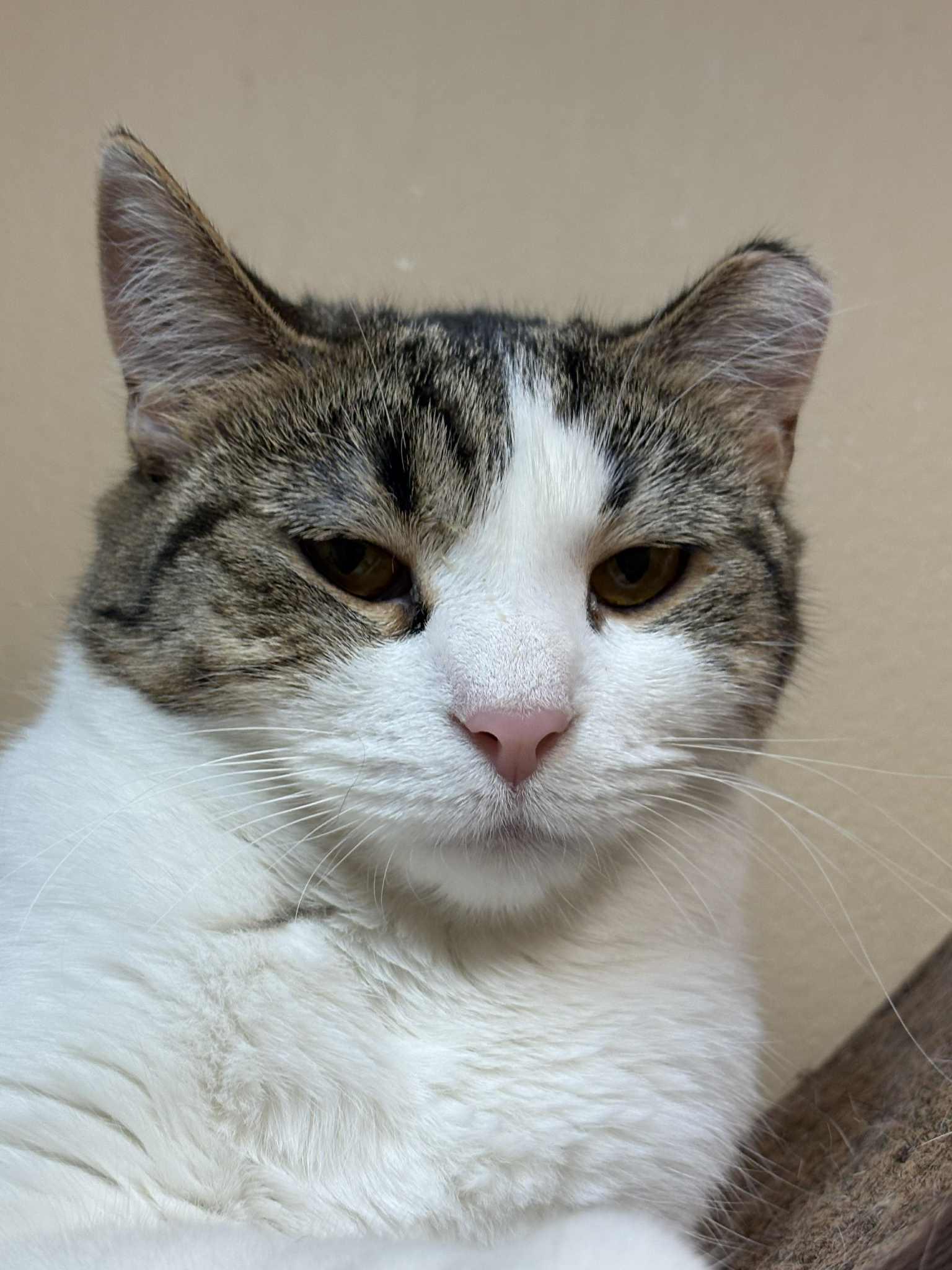 Patty O'Green, Adoptable, Young Female Domestic Short Hair.