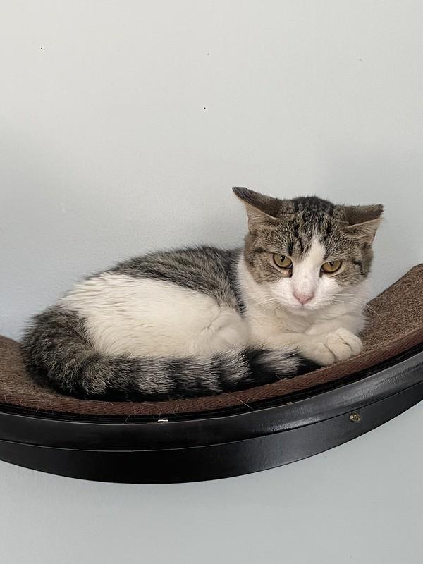 Patty O'Green, Adoptable, Adult Female Domestic Short Hair.