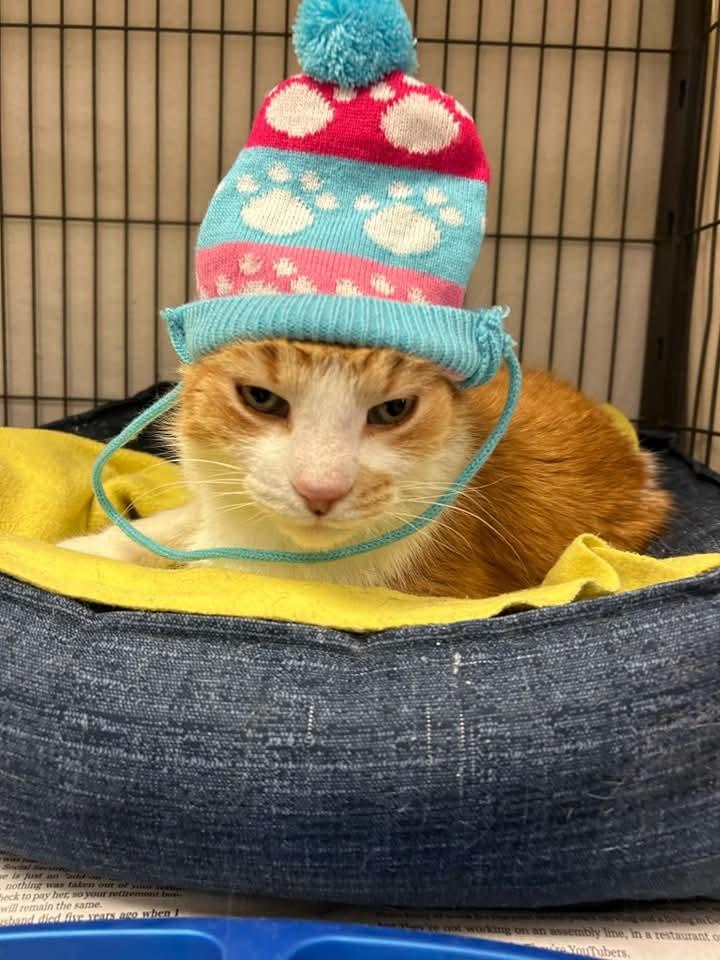 Enlarge Cheddar, a Adoptable Domestic Short Hair in Muncie, IN image 1/1