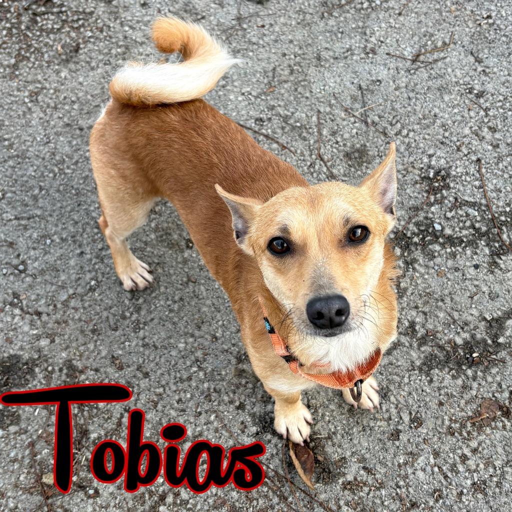 Tobias, a Adoptable mixed breed in Hillsboro, OH image 1/3