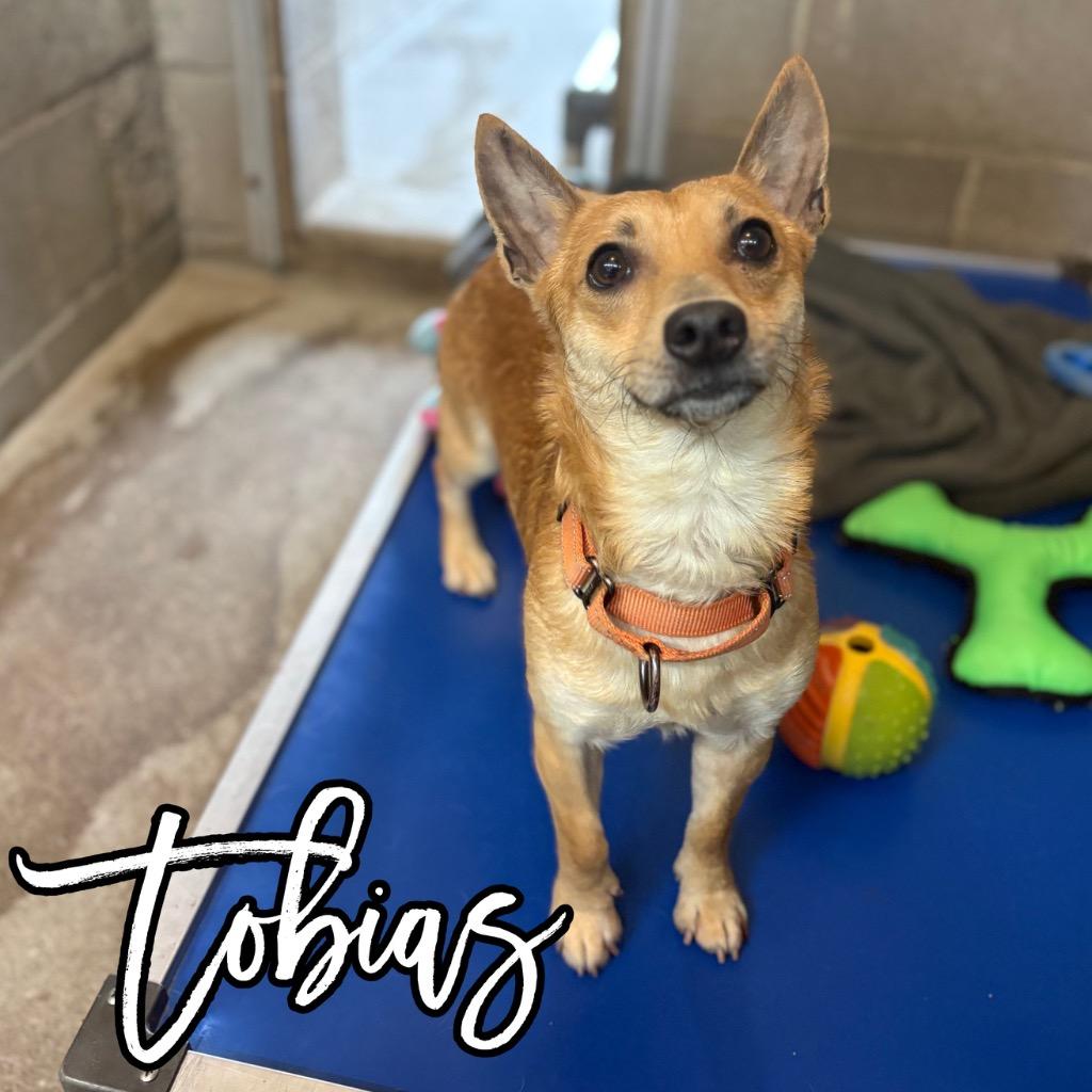 Tobias, a Adoptable mixed breed in Hillsboro, OH image 3/3