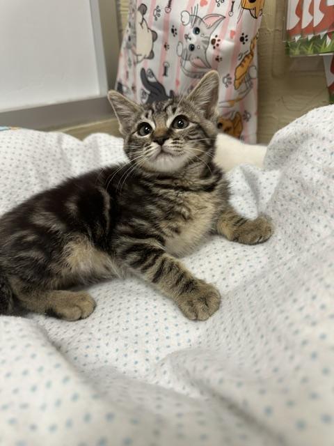 Carla, Adoptable, Young Female Tabby.
