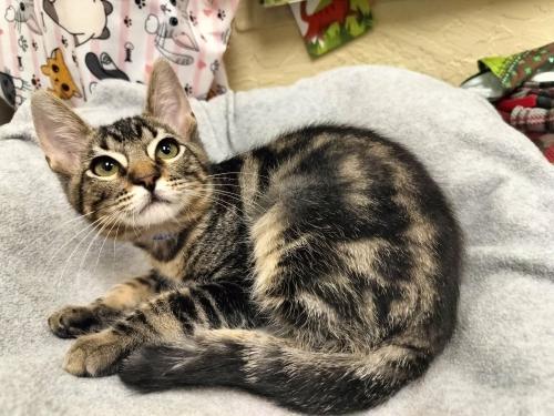 Enlarge Carla, a Adoptable Tabby in Parlier, CA image 2/6