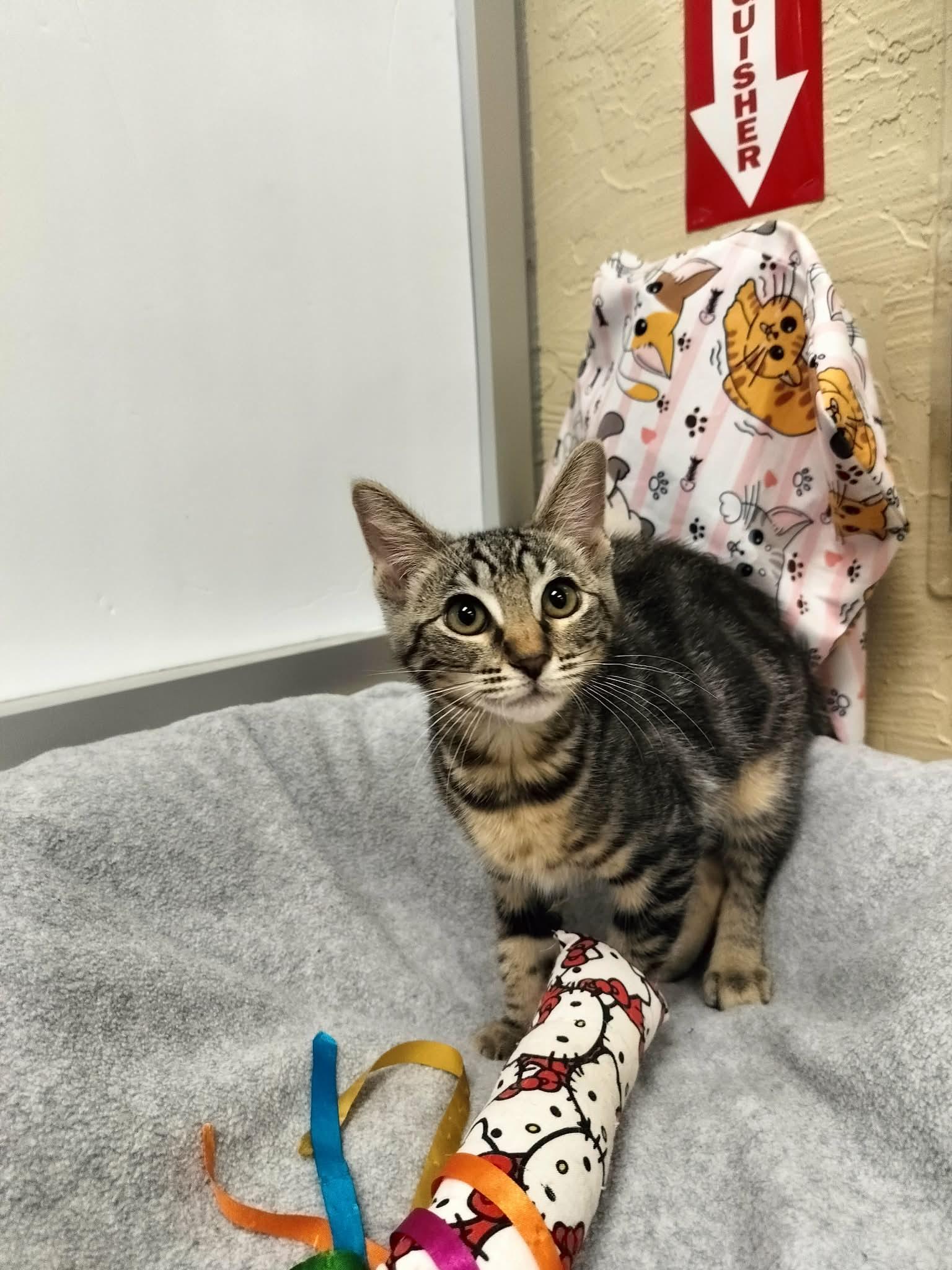 Enlarge Carla, a Adoptable Tabby in Parlier, CA image 3/6