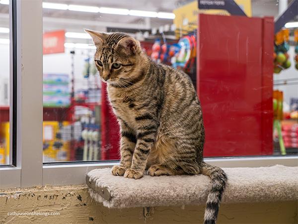 Enlarge Carla, a Adoptable Tabby in Parlier, CA image 4/6