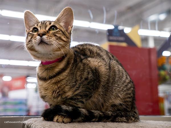 Enlarge Carla, a Adoptable Tabby in Parlier, CA image 5/6