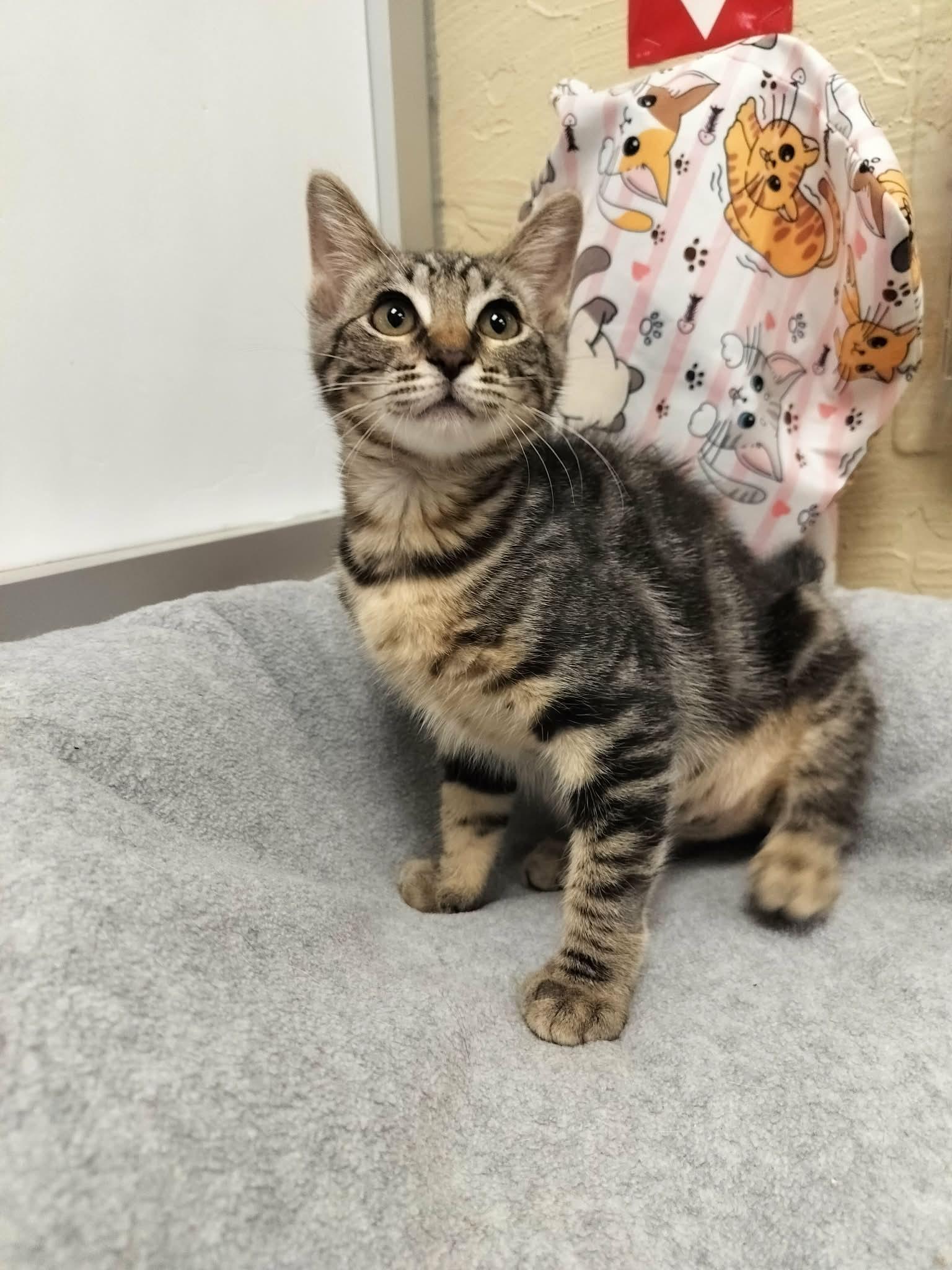 Enlarge Carla, a Adoptable Tabby in Parlier, CA image 6/6