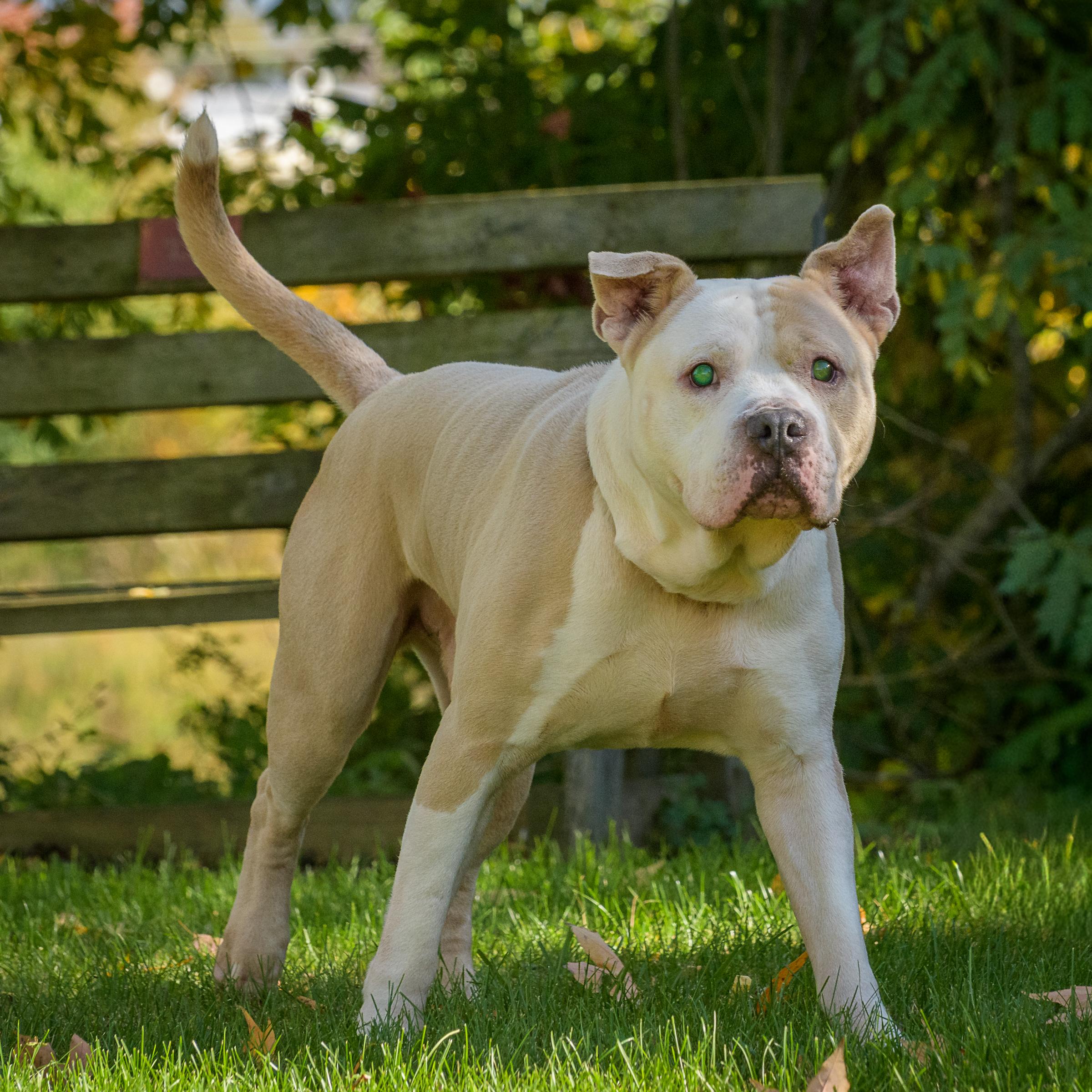 Enlarge Titus, a Adoptable Pit Bull Terrier in Quakertown, PA image 2/6
