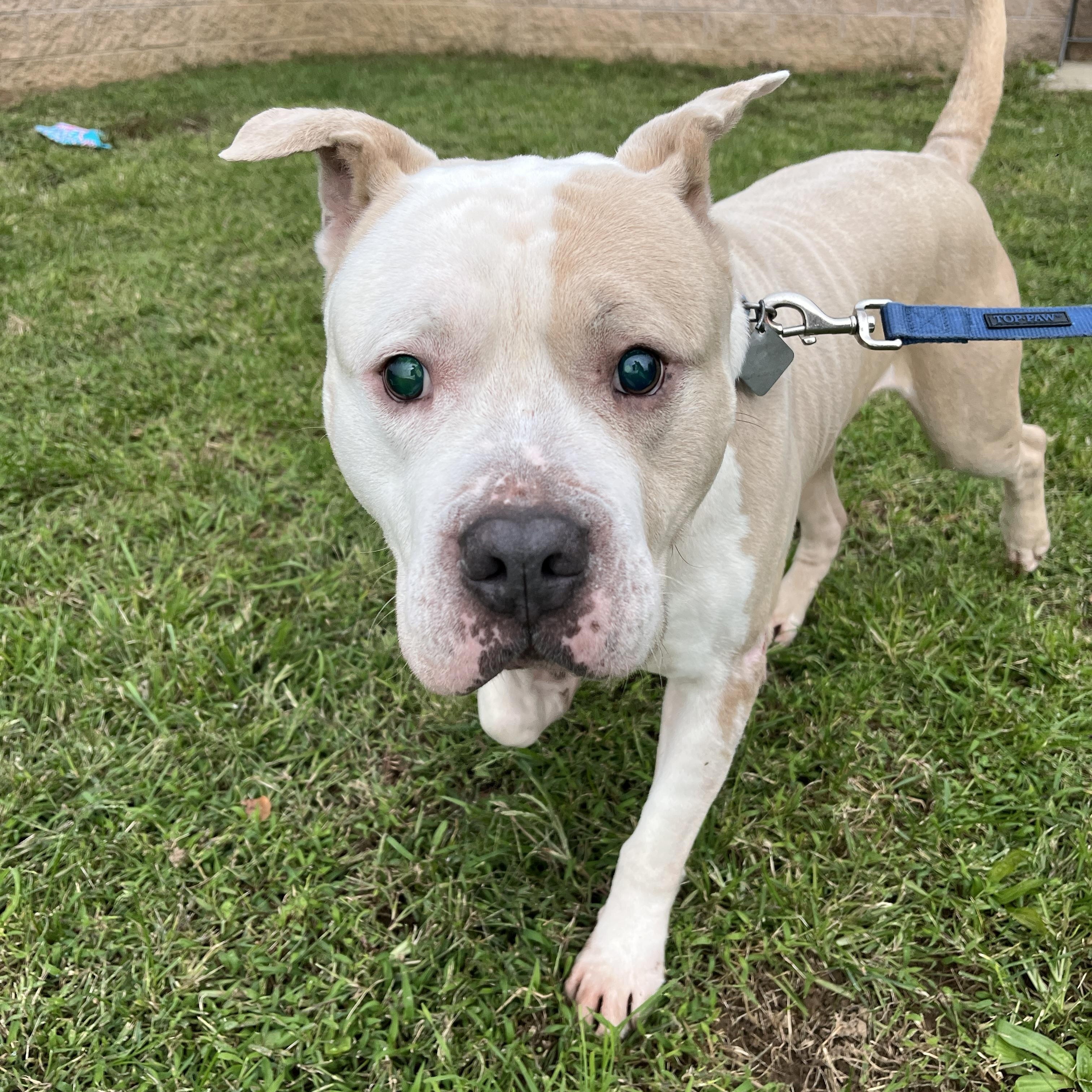 Enlarge Titus, a Adoptable Pit Bull Terrier in Quakertown, PA image 5/6
