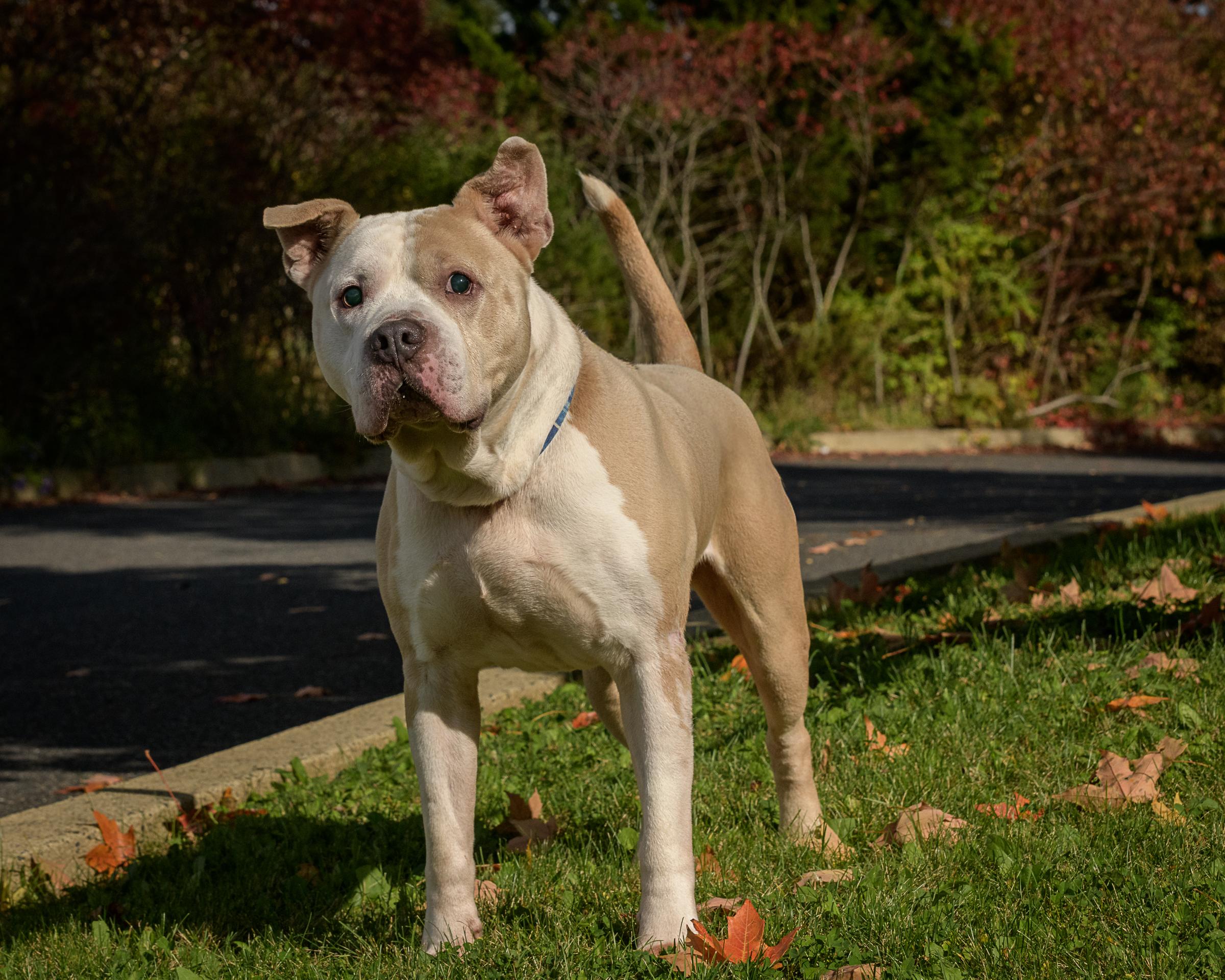 Enlarge Titus, a Adoptable Pit Bull Terrier in Quakertown, PA image 4/6