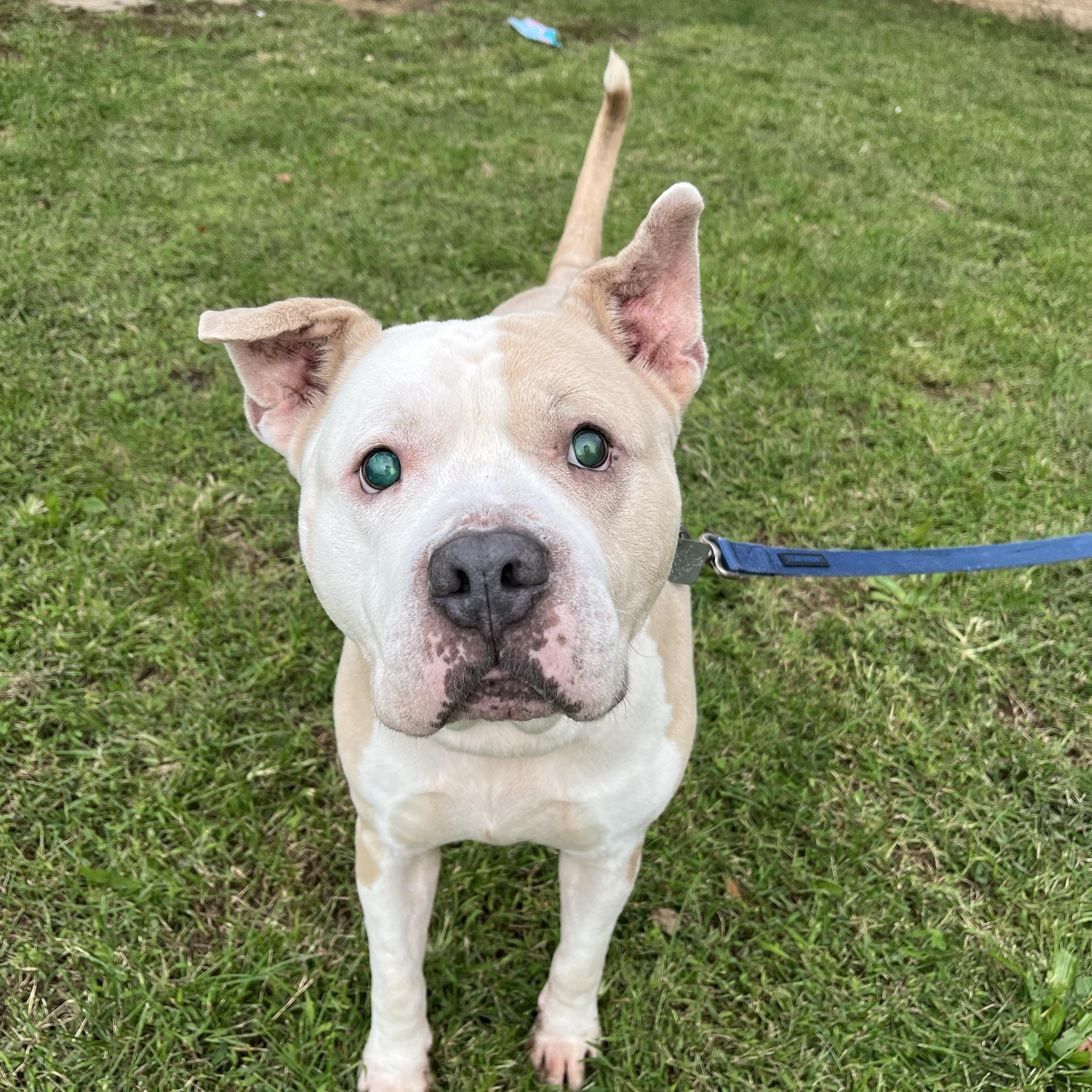 Enlarge Titus, a Adoptable Pit Bull Terrier in Quakertown, PA image 3/6