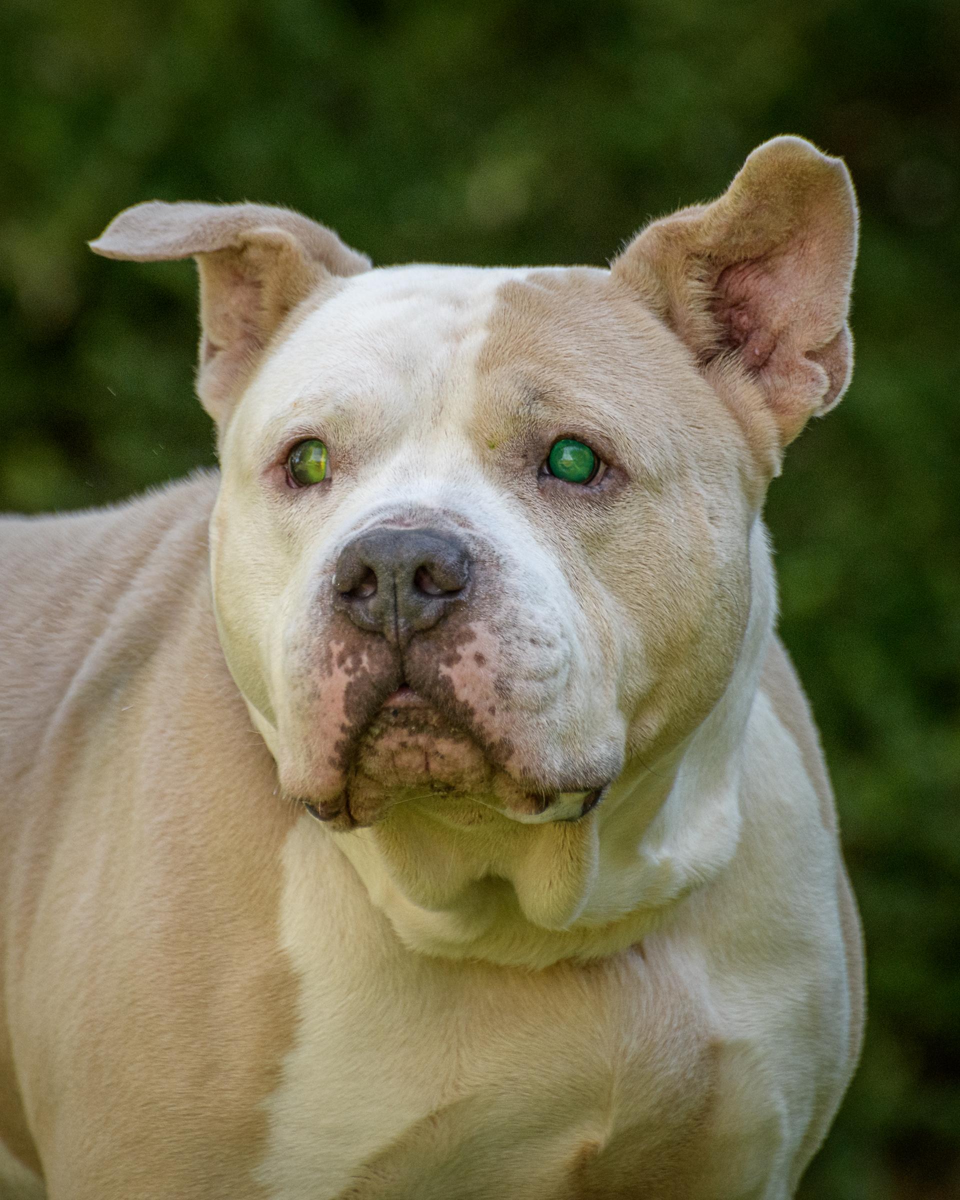 Titus, Adoptable, Senior Male Pit Bull Terrier.