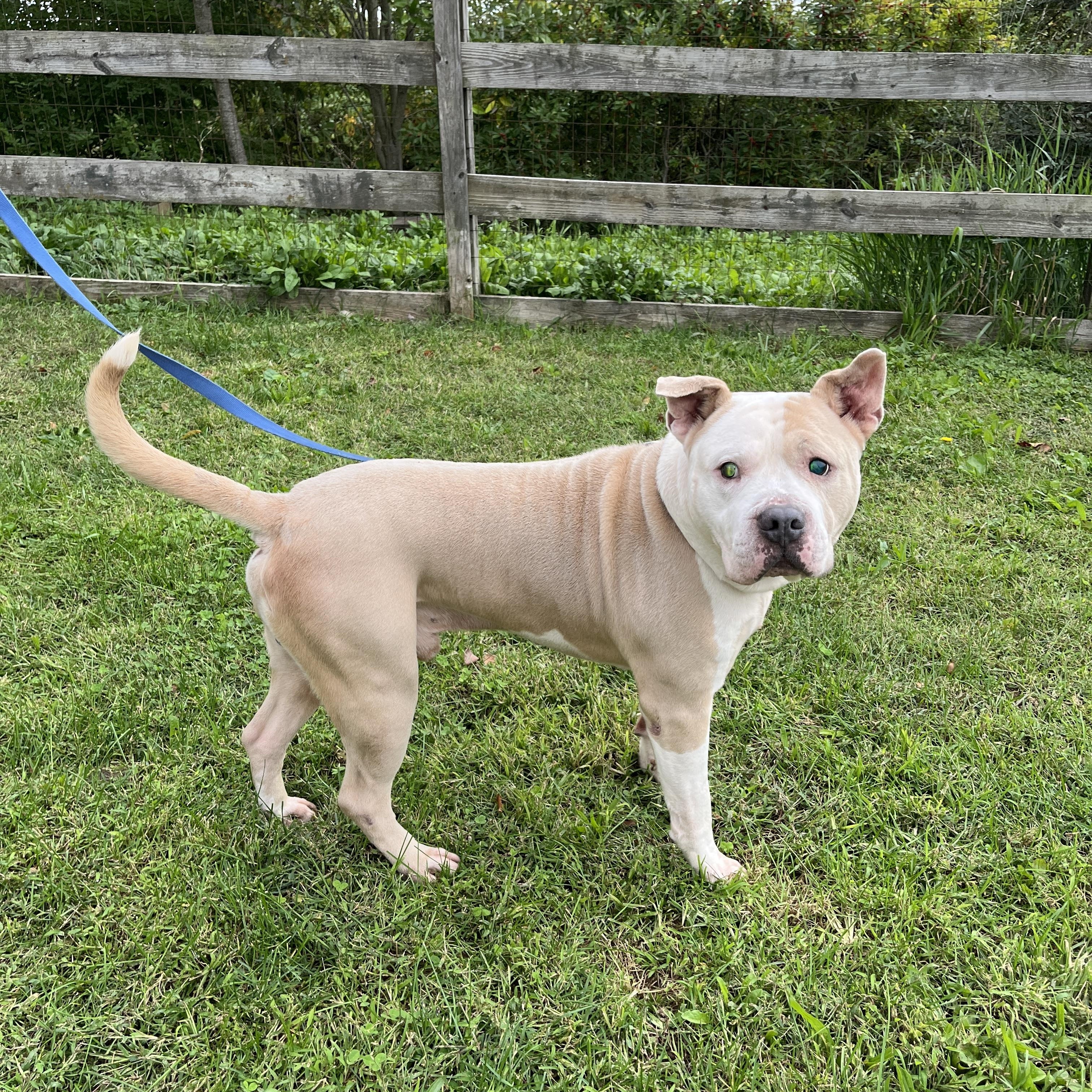 Enlarge Titus, a Adoptable Pit Bull Terrier in Quakertown, PA image 6/6