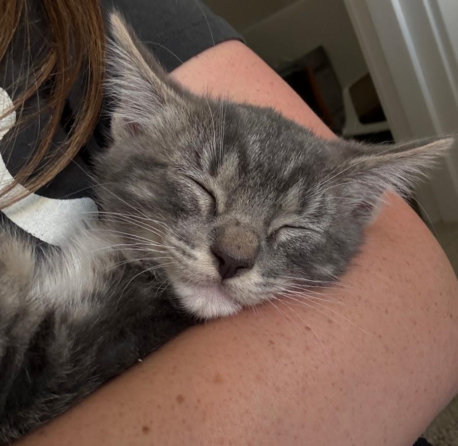 Timon, Adoptable, Kitten Male Domestic Short Hair.