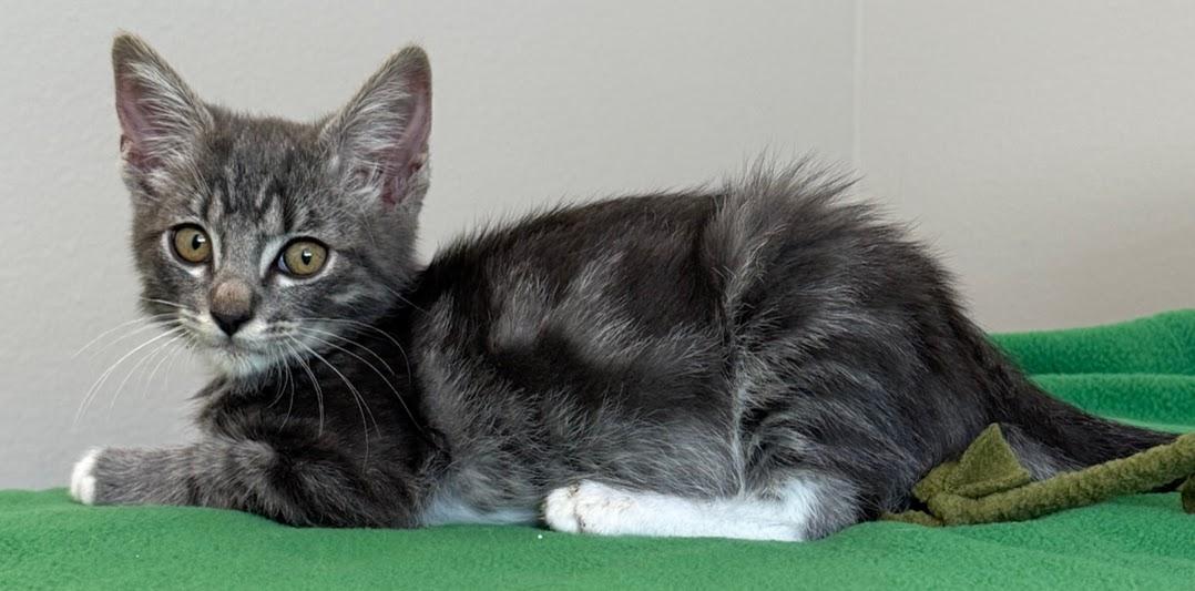 Enlarge Timon, a Adoptable Domestic Short Hair in Hillsboro, OR image 3/5