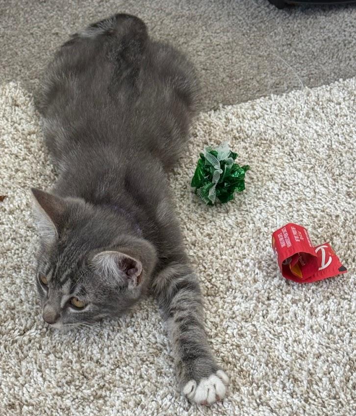 Enlarge Timon, a Adoptable Domestic Short Hair in Hillsboro, OR image 4/5