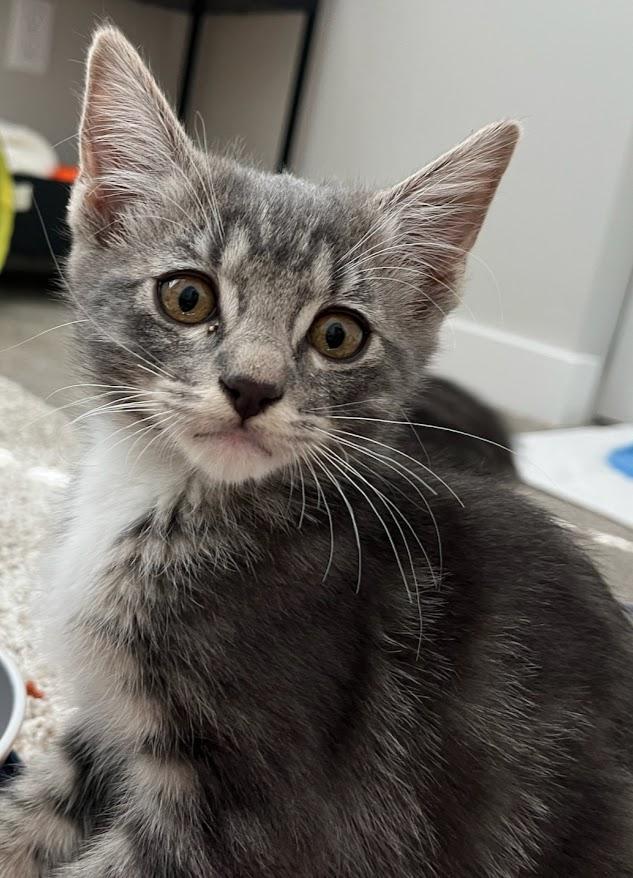 Timon, Adoptable, Kitten Male Domestic Short Hair.