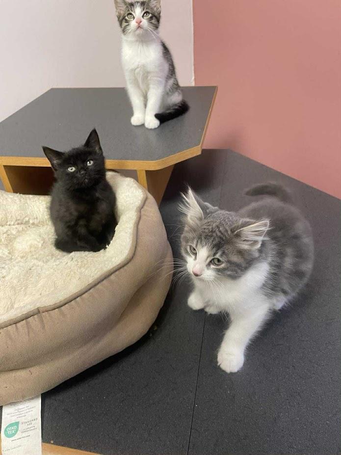 Espresso, a Adoptable Domestic Short Hair in Penfield, NY image 4/5