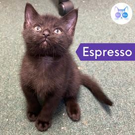 Espresso, a Adoptable Domestic Short Hair in Penfield, NY image 1/5