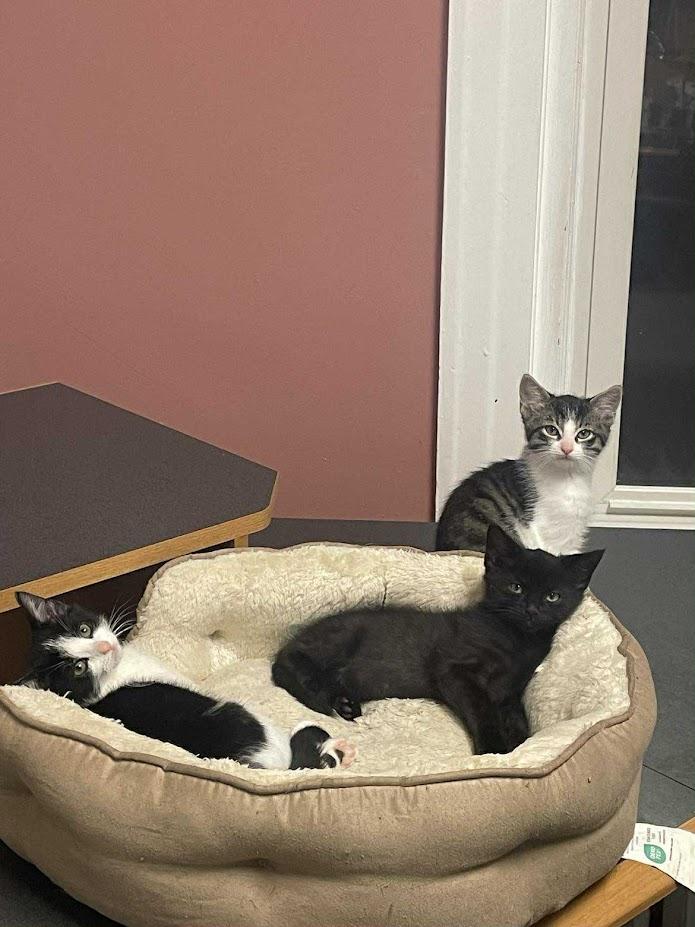 Espresso, a Adoptable Domestic Short Hair in Penfield, NY image 5/5