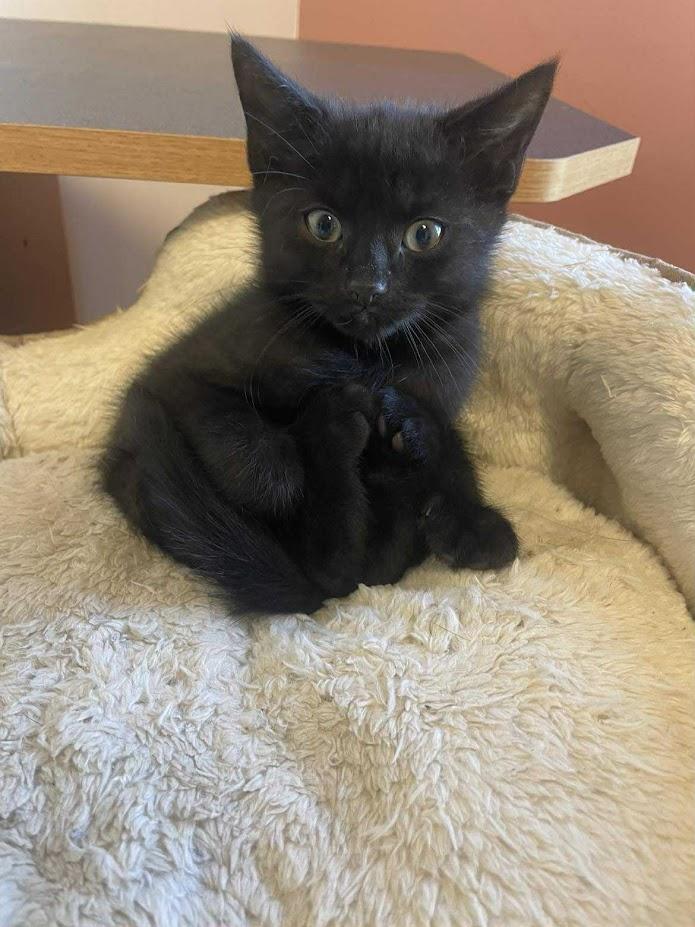 Espresso, a Adoptable Domestic Short Hair in Penfield, NY image 3/5