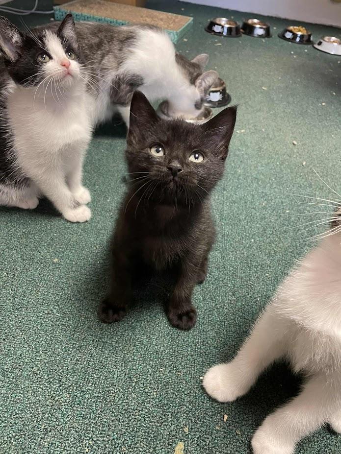 Espresso, a Adoptable Domestic Short Hair in Penfield, NY image 2/5