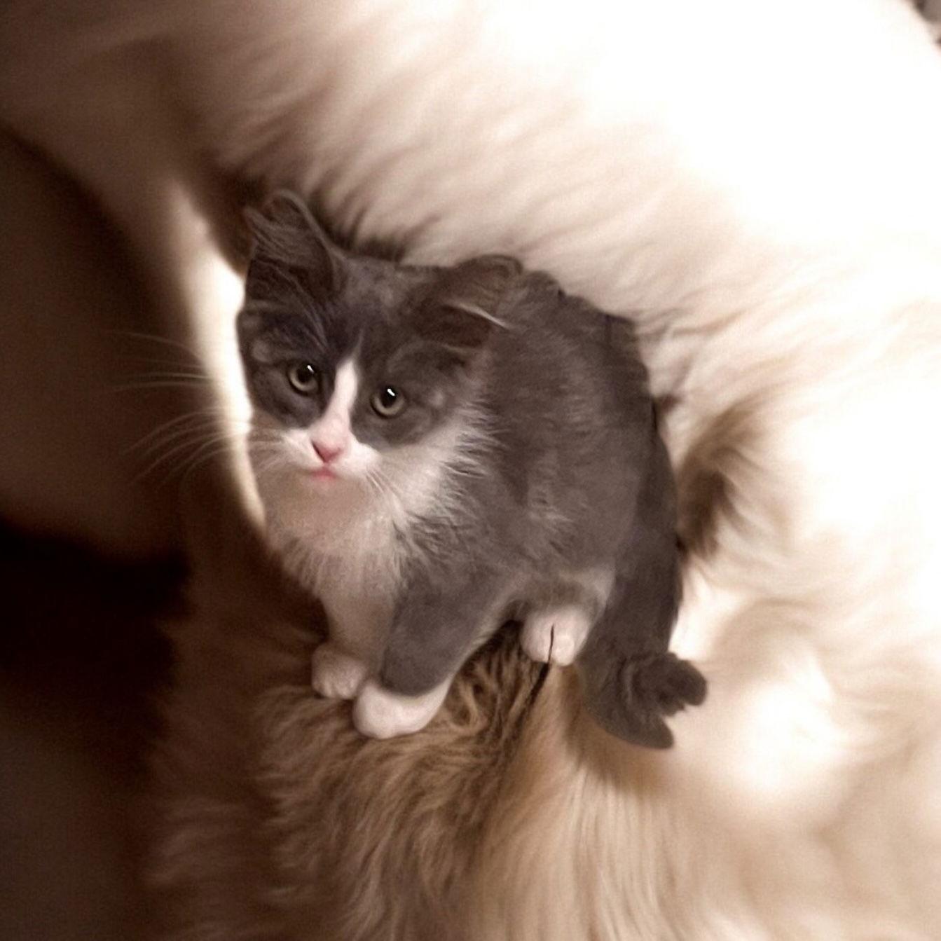 Halo, Adoptable, Kitten Male Domestic Short Hair.