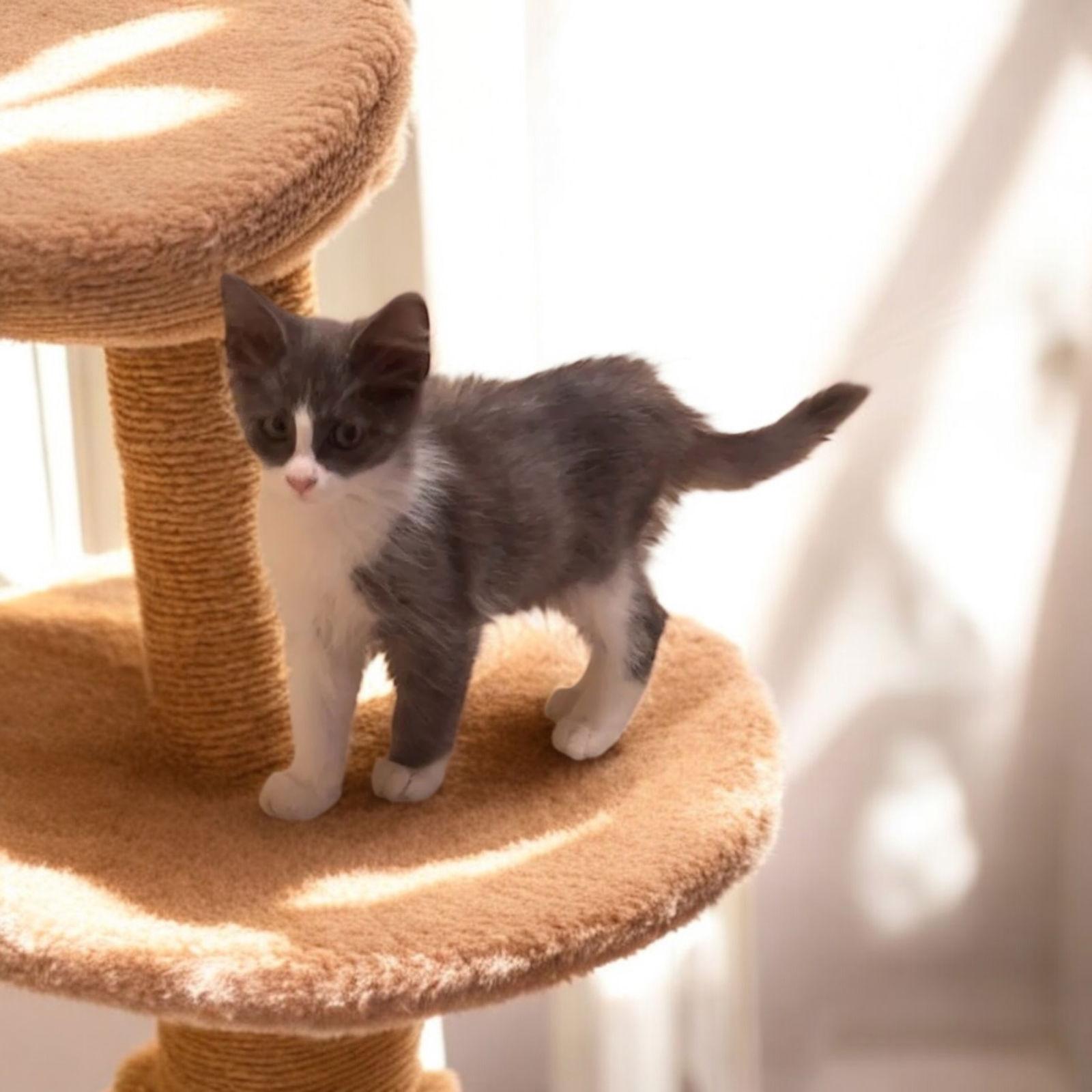 Enlarge Halo, a Adopted Domestic Short Hair in Orange, CA image 3/3