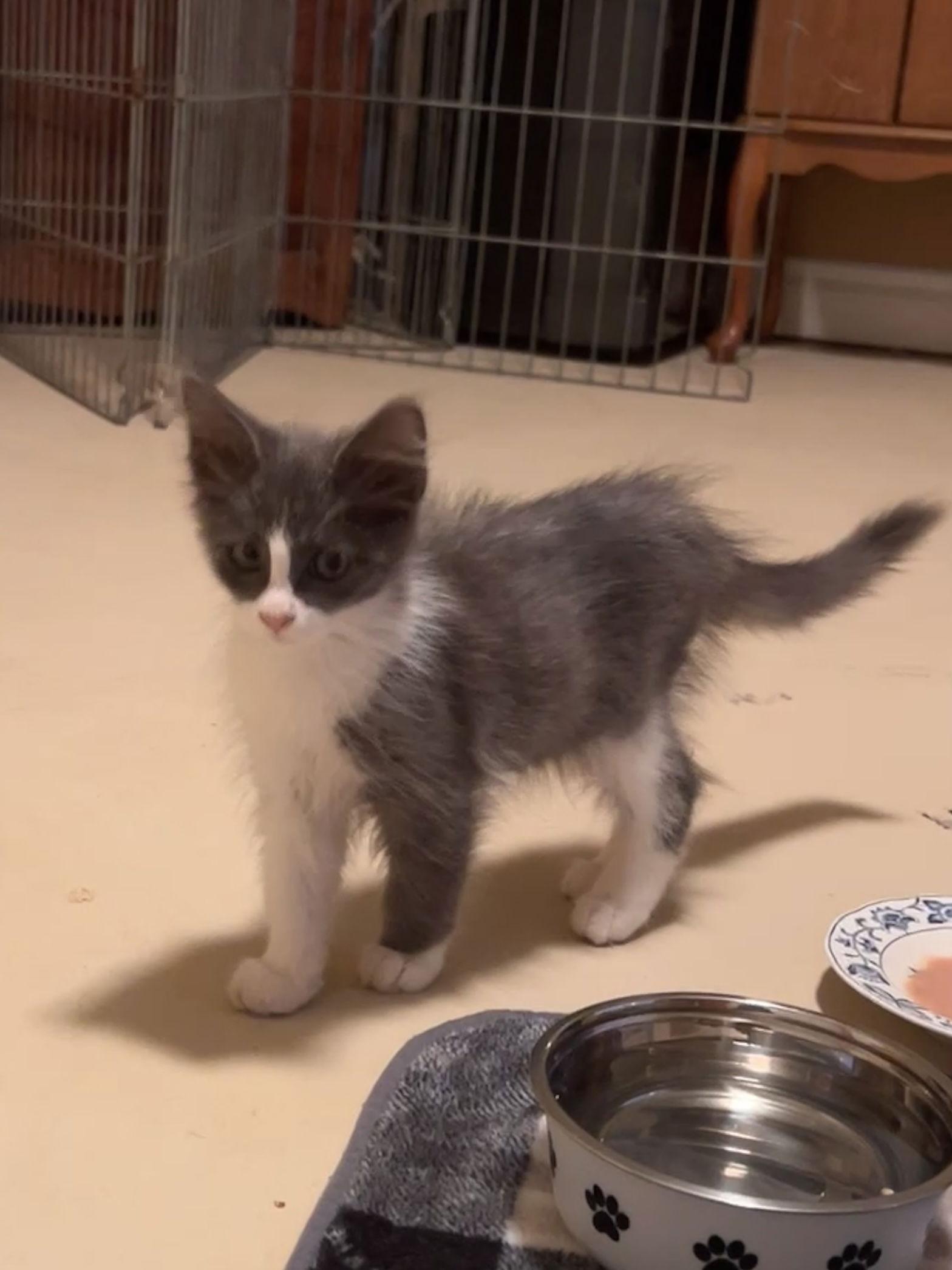 Enlarge Halo, a Adoptable Domestic Short Hair in Orange, CA image 3/3