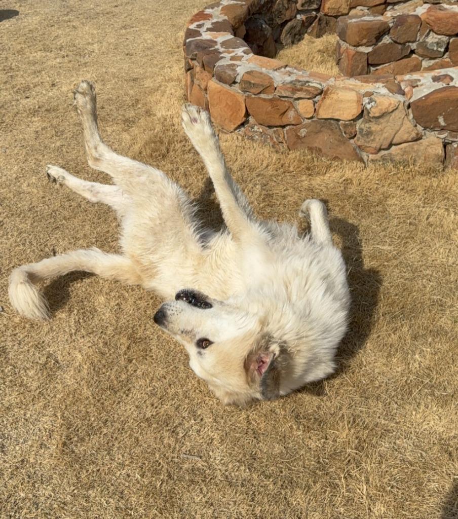 Loki, Adoptable, Young Male Great Pyrenees.