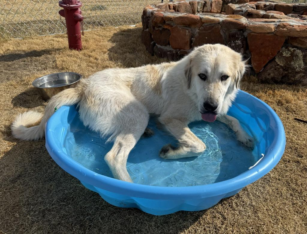 Enlarge Loki, a Adoptable Great Pyrenees in Glen Rose, TX image 2/4