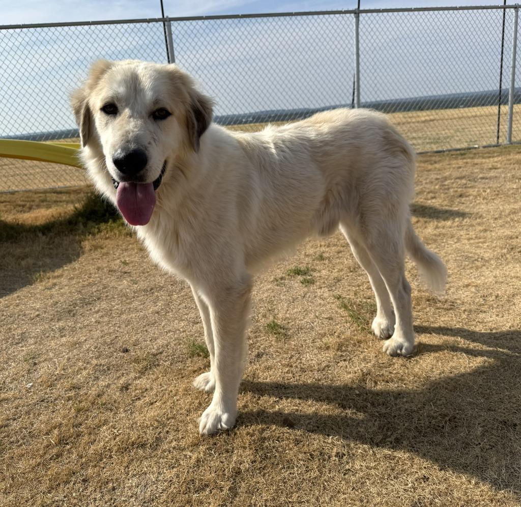 Enlarge Loki, a Adoptable Great Pyrenees in Glen Rose, TX image 3/4