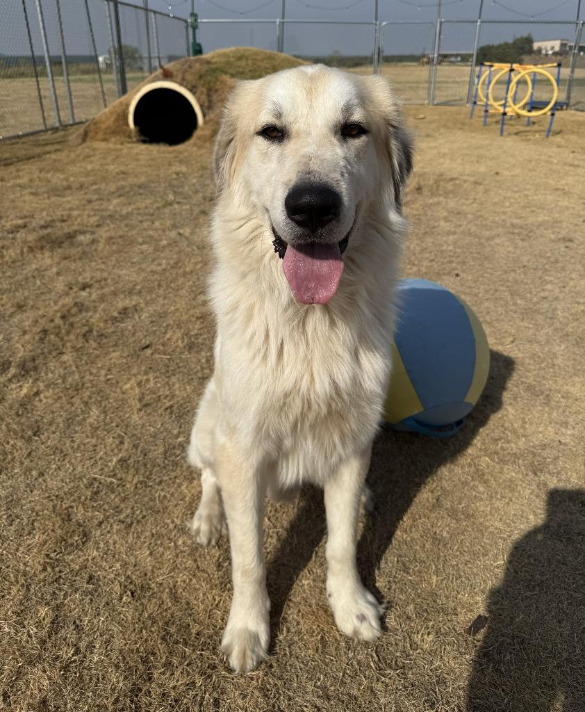 Enlarge Loki, a Adoptable Great Pyrenees in Glen Rose, TX image 4/4