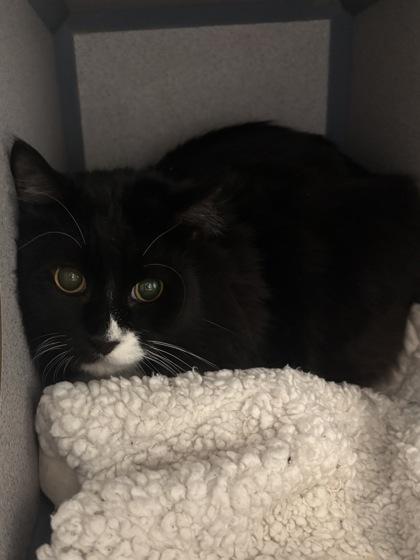 Enlarge Boots, a Adoptable mixed breed in East Brookfield, MA image 1/1