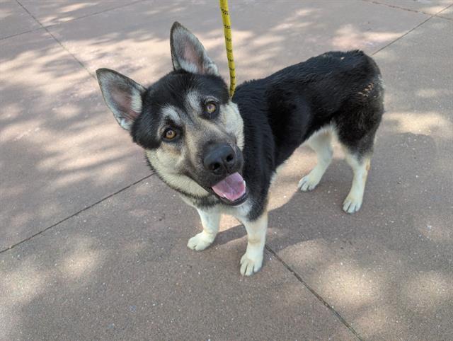 Enlarge RAISING CANE, a Adoptable Siberian Husky in Antioch, CA image 1/1