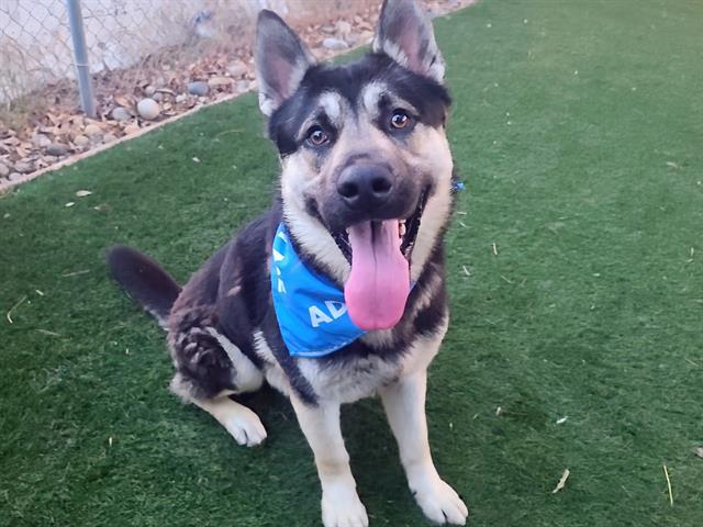 Enlarge RAISING CANE, a Adoptable Siberian Husky in Antioch, CA image 1/1
