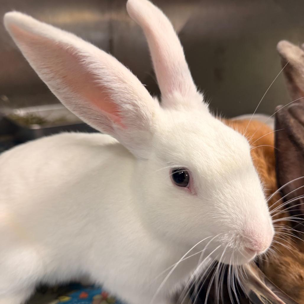 Goofy, Adoptable, Adult Male New Zealand.