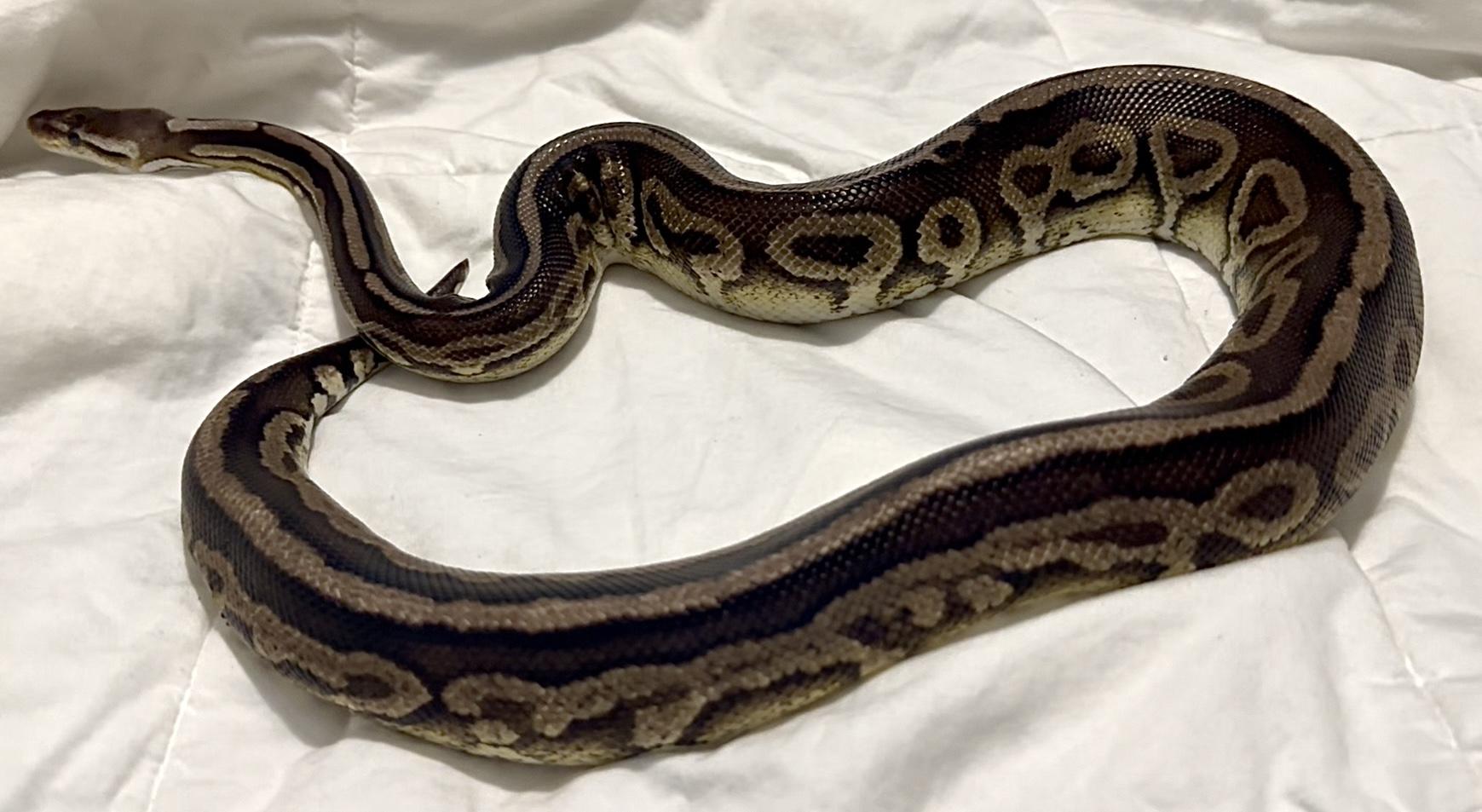 GI Joe, a Adoptable Ball Python in St. Cloud, FL image 4/6