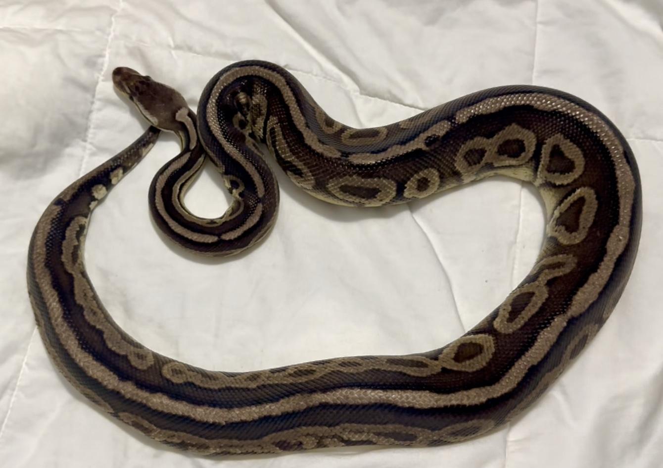 GI Joe, a Adoptable Ball Python in St. Cloud, FL image 5/6