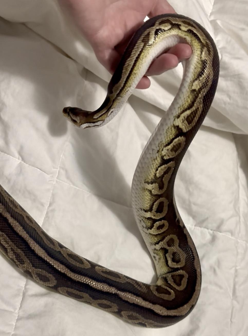 GI Joe, a Adoptable Ball Python in St. Cloud, FL image 6/6