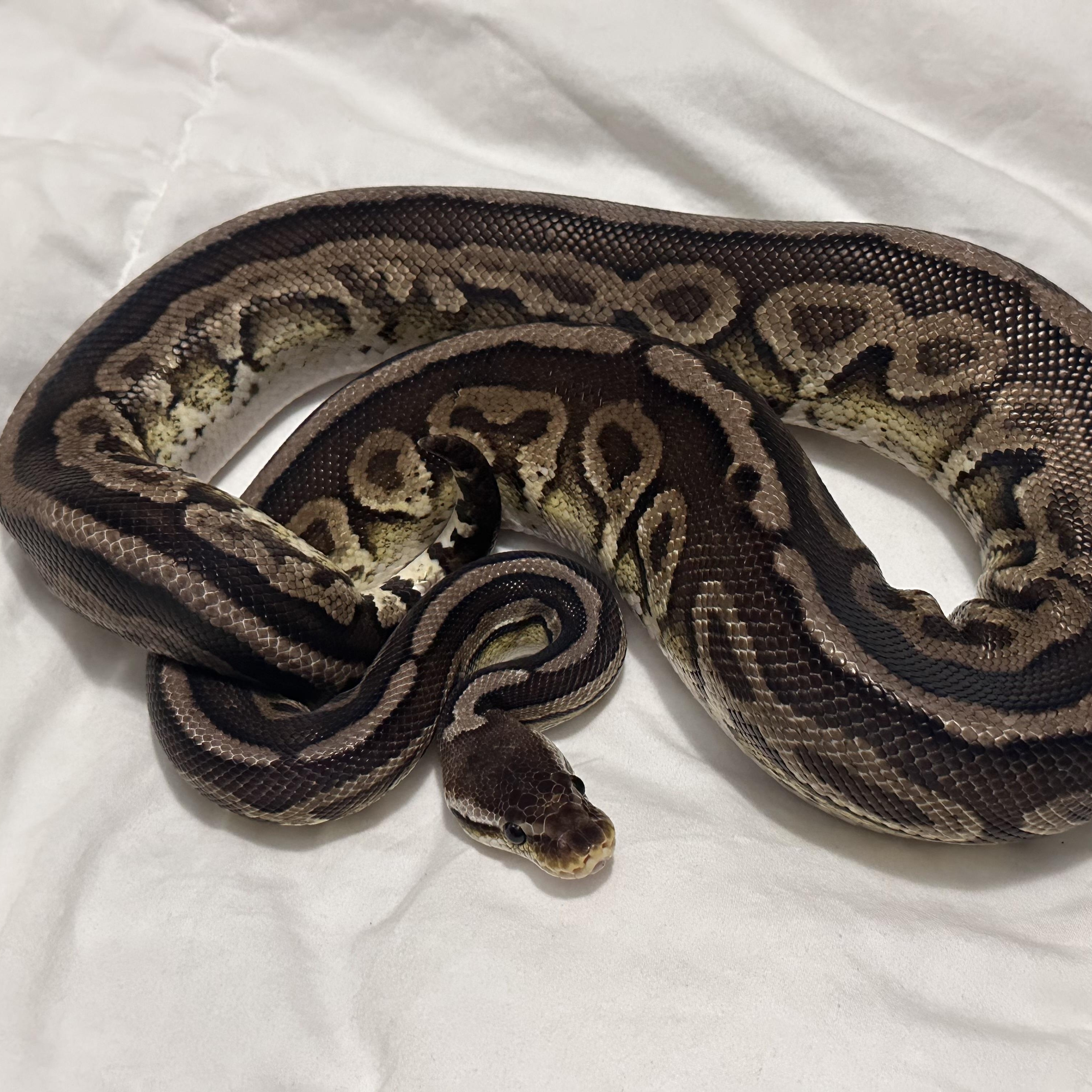 GI Joe, a Adoptable Ball Python in St. Cloud, FL image 2/6