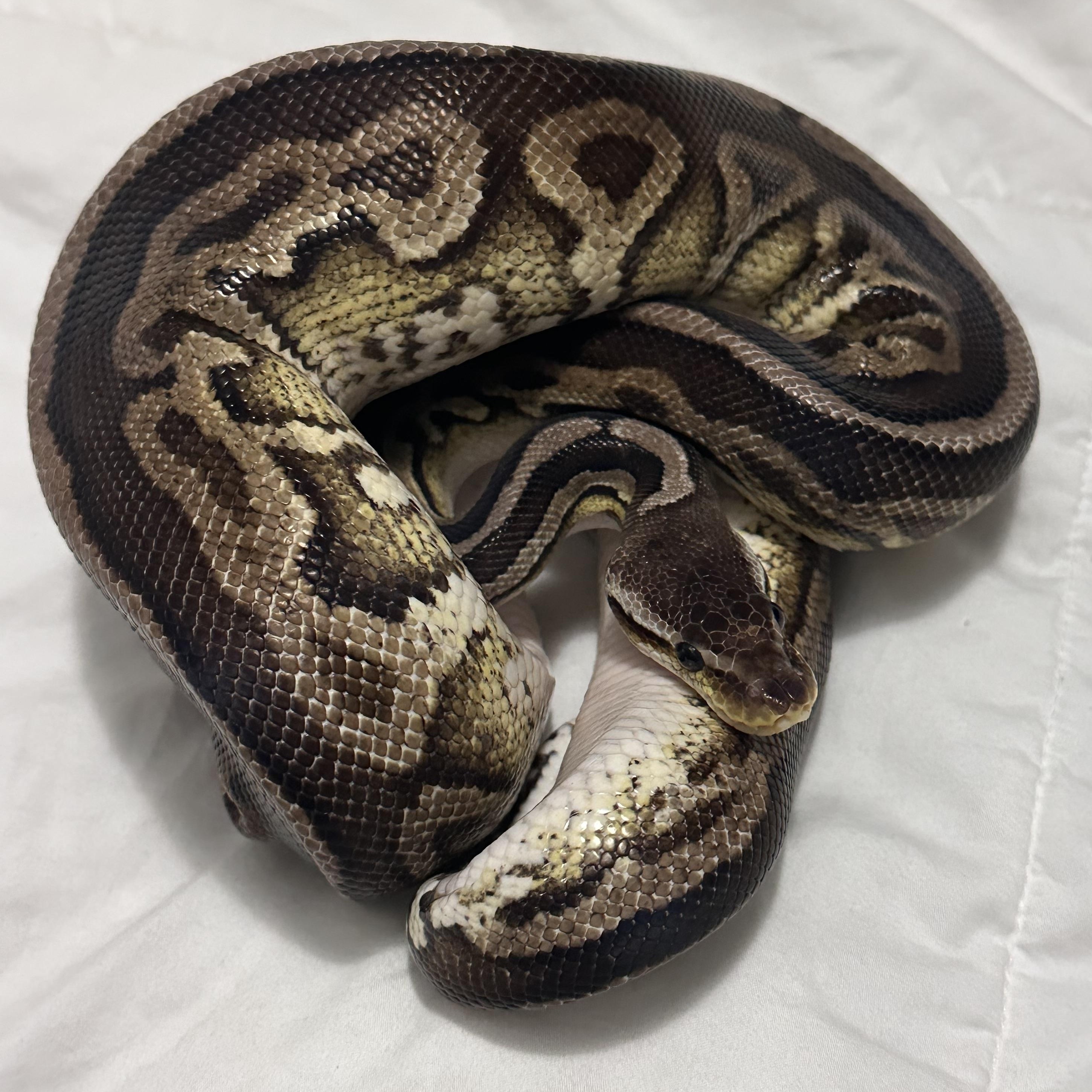 GI Joe, a Adoptable Ball Python in St. Cloud, FL image 1/6