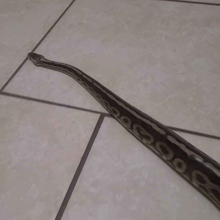 Enlarge GI Joe, a Adoptable Ball Python in St. Cloud, FL video 3/6