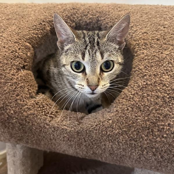 Enlarge Rice Krispies, a Adoptable mixed breed in Walnut Creek, CA image 1/1