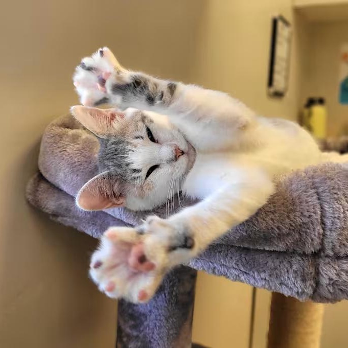 Phoebe (IN TRIAL ADOPTION), Adoptable, Kitten Female Domestic Short Hair.