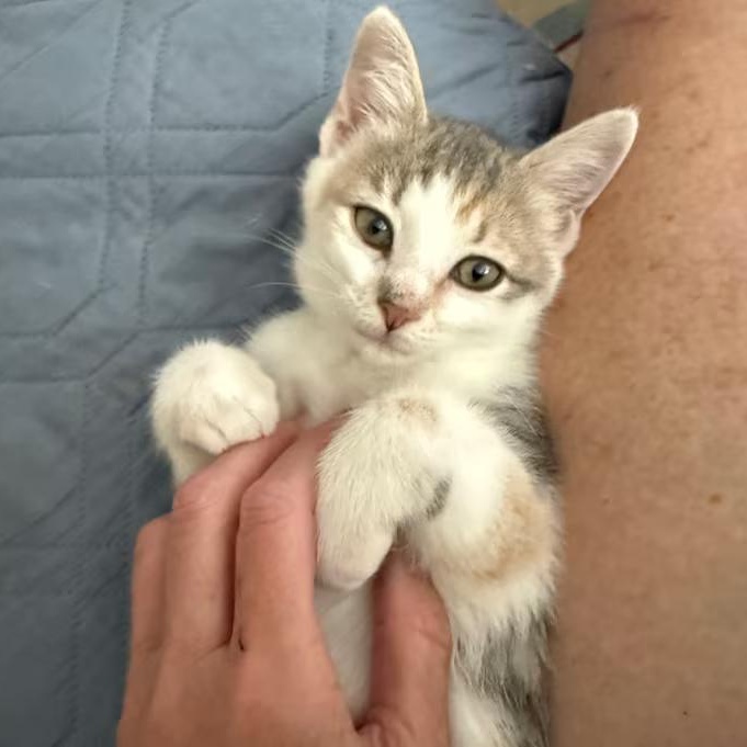 Enlarge Phoebe, a ADOPTABLE Domestic Short Hair in Nantucket, MA image 1/1