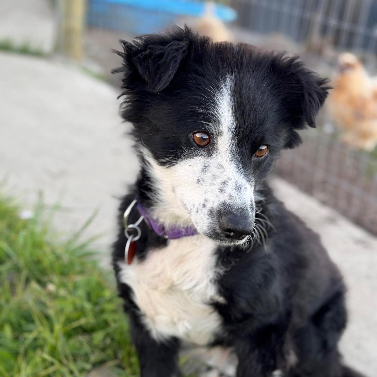 Enlarge Georgia, a Adopted mixed breed in Rochester, NY image 3/5