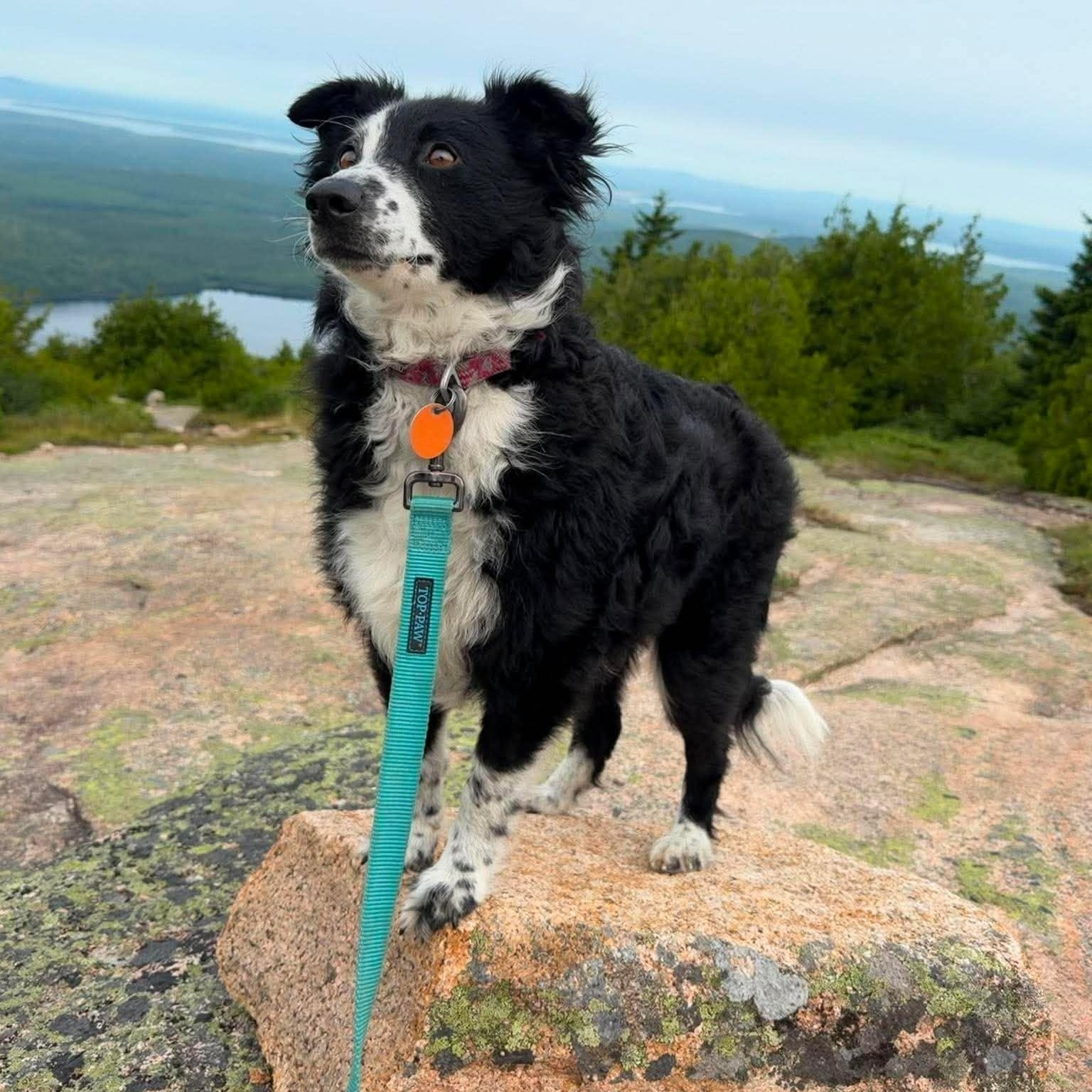 Enlarge Georgia, a Adopted mixed breed in Rochester, NY image 2/5