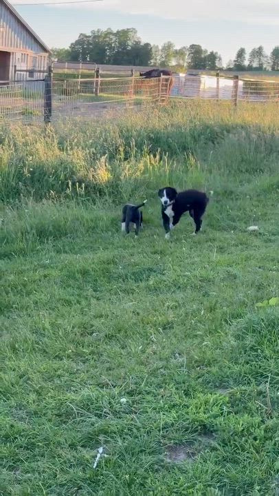 Enlarge Georgia, a Adopted mixed breed in Rochester, NY video 5/5