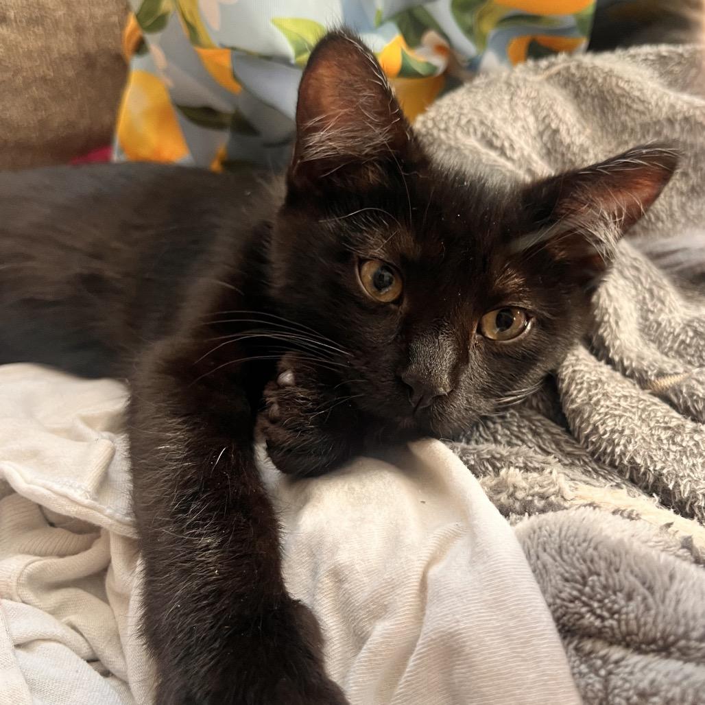 Cinder — thumbnail 2